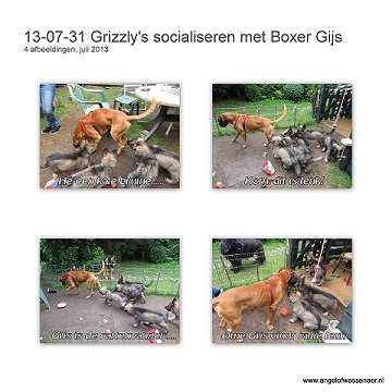 Grizzly's socialisaren met Gijs, de boxer van Zita